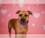 Small American Bulldog Mix