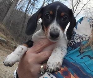 Dachshund Puppy for sale in BELLEVIEW, MO, USA