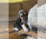 Small #8 Beagle