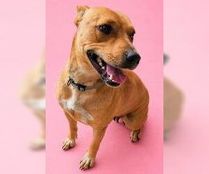 Carolina Dog-Unknown Mix Dogs for adoption in Hilton Head, SC, USA