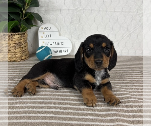 Medium Photo #1 Dachshund Puppy For Sale in GREENFIELD, IN, USA