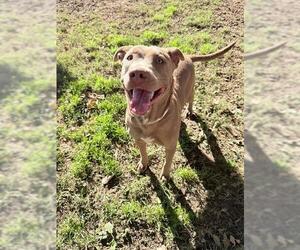 Mutt Dogs for adoption in Riverside, CA, USA