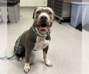 Mutt Dogs for adoption in Rancho Cucamonga, CA, USA