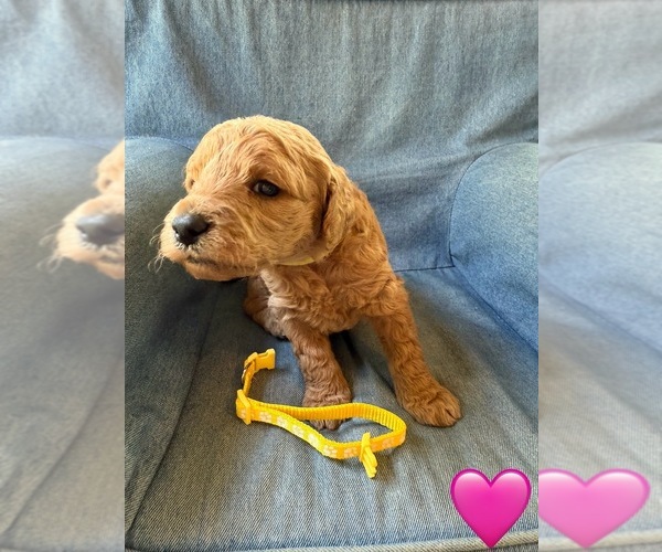 Medium Photo #4 Goldendoodle (Miniature) Puppy For Sale in NEWPORT, MN, USA