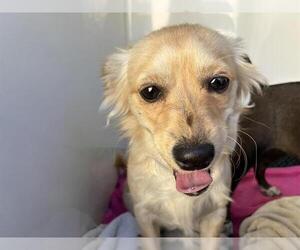 Chihuahua-Unknown Mix Dogs for adoption in Pasadena, CA, USA