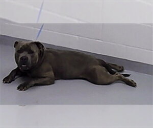 Staffordshire Bull Terrier Dogs for adoption in St. Cloud, FL, USA