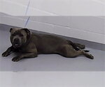 Small Staffordshire Bull Terrier