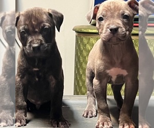 American Pit Bull Terrier Puppy for sale in EAST HAZEL CREST, IL, USA