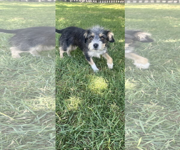 Medium Photo #4 Cairn Terrier-Unknown Mix Puppy For Sale in Sandy, UT, USA