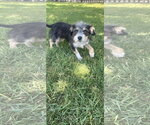 Small #3 Cairn Terrier Mix