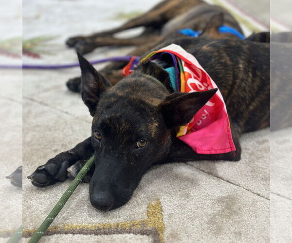 Medium Photo #2 Holland Shepherd-Unknown Mix Puppy For Sale in Newport Beach, CA, USA