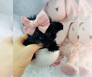 Medium Morkie