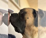 Small #1 Mastiff