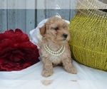 Small #5 Poodle (Miniature)