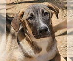 Small #12 Mutt