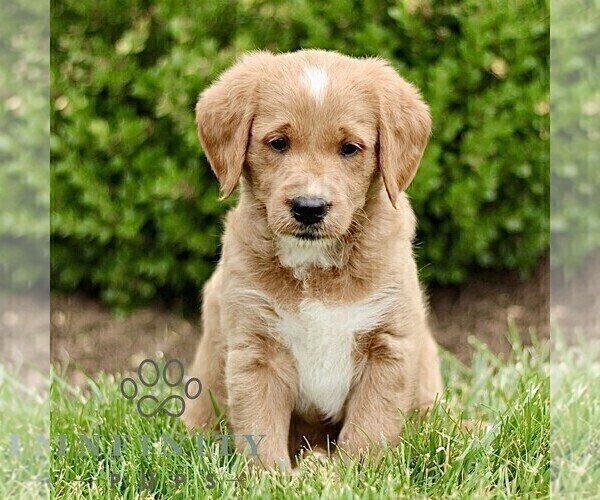 Medium Photo #4 Miniature Labradoodle Puppy For Sale in STRASBURG, PA, USA