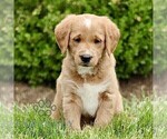 Small #3 Miniature Labradoodle