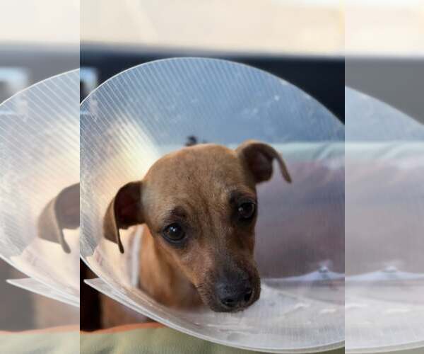 Medium Photo #2 Mutt Puppy For Sale in Turlock, CA, USA