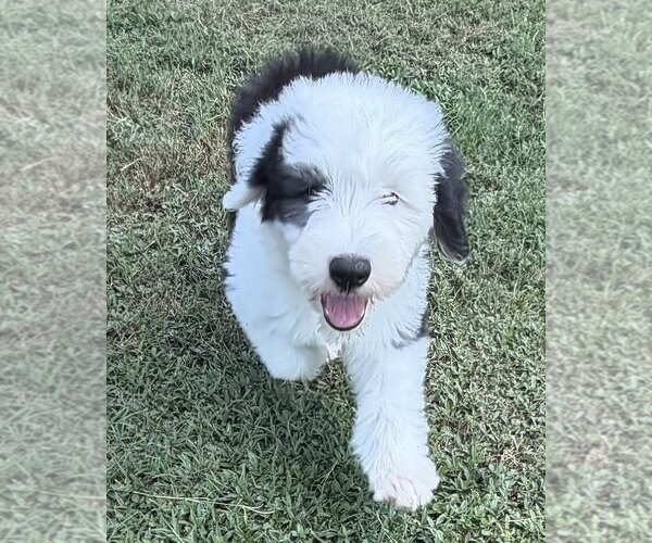 Medium Photo #5 Old English Sheepdog Puppy For Sale in WAKE FOREST, NC, USA