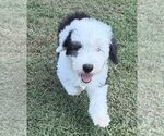 Small #4 Old English Sheepdog