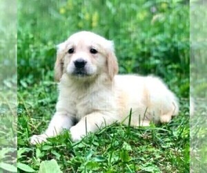 Golden Retriever Puppy for sale in DRY RUN, PA, USA