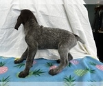 Small #2 German Shorthaired Pointer