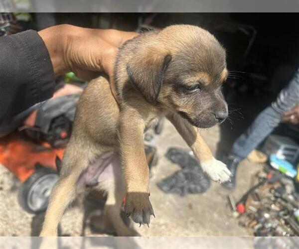 Medium Photo #1 Chihuahua Puppy For Sale in Houston, TX, USA