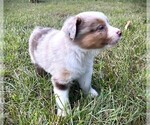 Small #12 Miniature Australian Shepherd