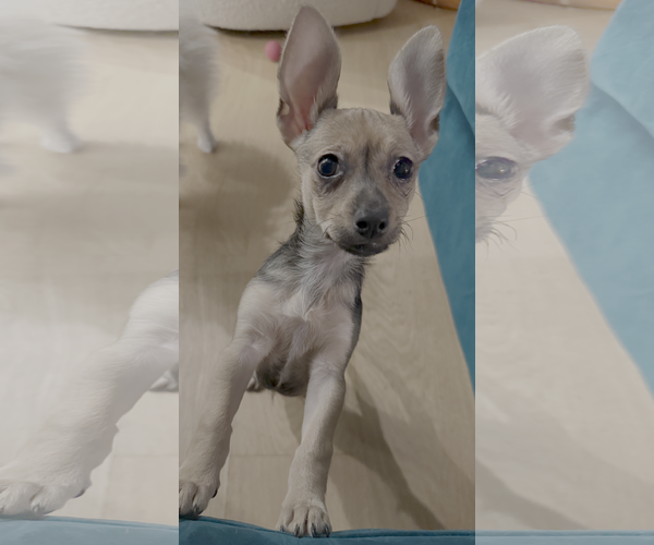 Medium Photo #2 Chiweenie Puppy For Sale in Bellevue, WA, USA