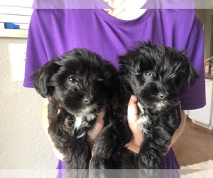 Australian Shepherd-Poodle (Toy) Mix Puppy for sale in PURDON, TX, USA
