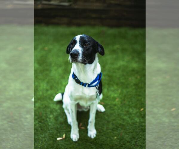 Medium Photo #3 Labrador Retriever-Unknown Mix Puppy For Sale in Coldwater, MI, USA