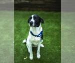 Small #2 Labrador Retriever Mix
