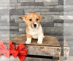 Small Photo #2 Pembroke Welsh Corgi Puppy For Sale in MIDDLEBURY, IN, USA