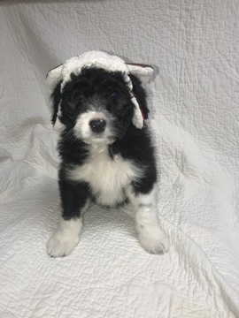 Medium Photo #8 Bordoodle Puppy For Sale in CRESTON, OH, USA