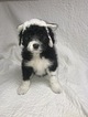 Small Photo #8 Bordoodle Puppy For Sale in CRESTON, OH, USA