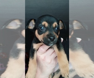 Chipin Puppy for sale in MIDLOTHIAN, VA, USA