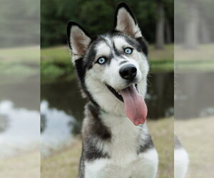 Siberian Husky Dogs for adoption in Carrollton, TX, USA