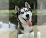 Small Siberian Husky