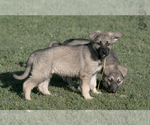 Small Photo #13 German Shepherd Dog Puppy For Sale in PALERMO, CA, USA