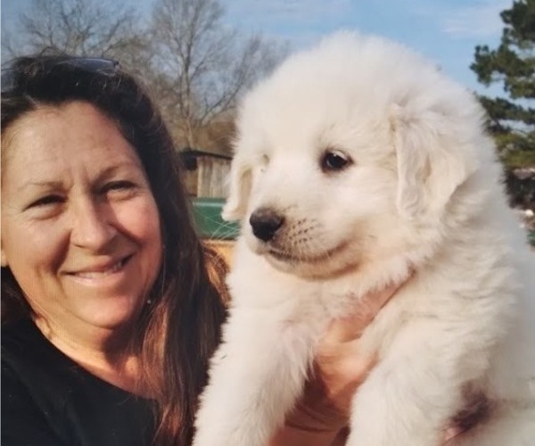 Medium Photo #6 Great Pyrenees Puppy For Sale in SHELBYVILLE, TN, USA