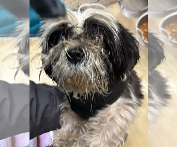 Medium Photo #2 Shih Tzu Puppy For Sale in Rustburg, VA, USA