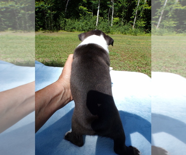 Medium Photo #5 Boston Terrier Puppy For Sale in MONROE, NH, USA