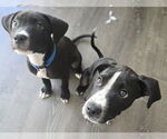 Small #3 Border Terrier-Labrador Retriever Mix