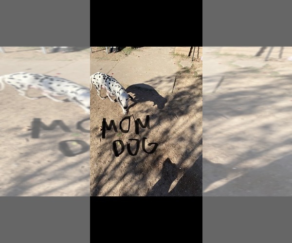 Medium Photo #1 Dalmatian Puppy For Sale in GLENDALE, AZ, USA