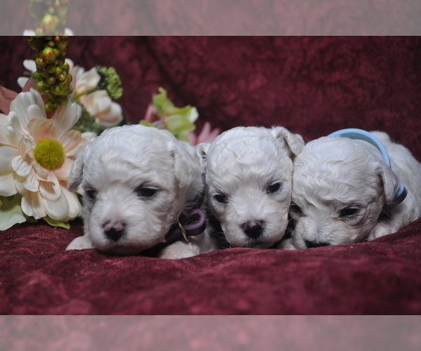 Medium Photo #2 Bichon Frise Puppy For Sale in BREMEN, GA, USA
