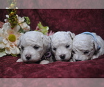 Small Photo #2 Bichon Frise Puppy For Sale in BREMEN, GA, USA