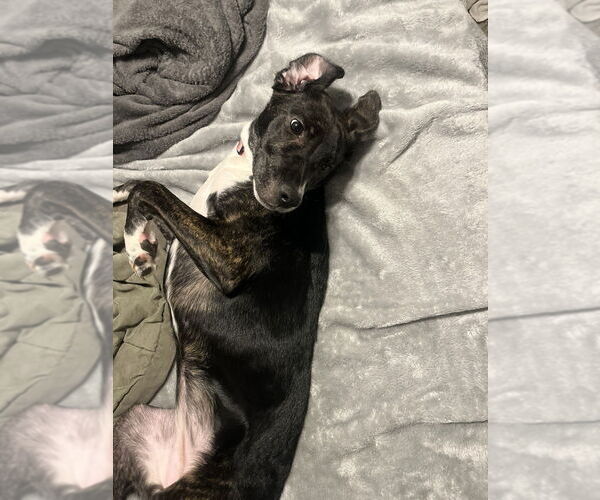 Medium Photo #2 Labsky Puppy For Sale in Aurora, IN, USA