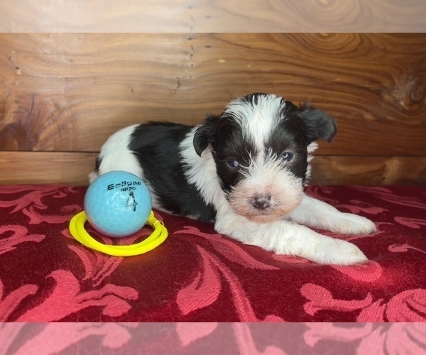 Medium Photo #4 Schnauzer (Miniature) Puppy For Sale in BIG CABIN, OK, USA