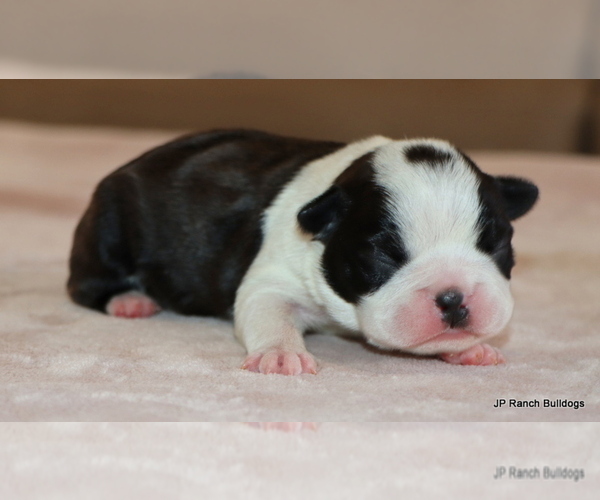 Medium Photo #11 Boston Terrier Puppy For Sale in WINNSBORO, TX, USA
