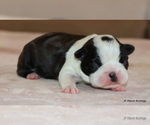 Small #10 Boston Terrier